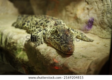 Similar – Image, Stock Photo Green wilderness behind glass