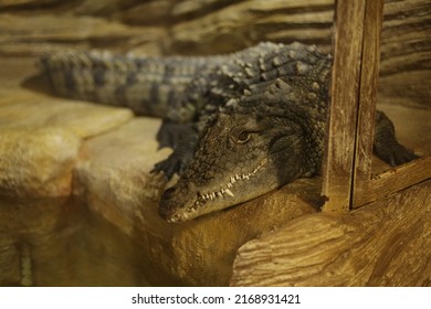 A large green crocodile is lying in a terrarium. Crocodile in the zoo. Crocodiles behind the glass. Crocodile farm. Breeding of crocodiles. Sharp crocodile teeth.