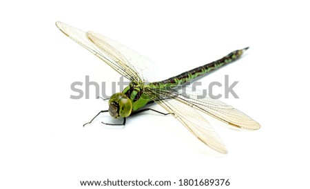 Similar – the queen dragonfly.