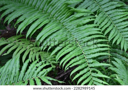 large and green fern from the Valdivian jungle of Chile. In this photo, we see a closeup of a vibrant and fresh tropical plant. The leaves are in focus and show the growth of the plant, with its brigh