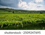 Large green field located in the heart of Valpolicella with a vineyard devoted to the production of wines . San Pietro in Cariano, Verona, Italy