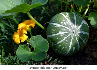 Large Green Fruit Of Blooming Pumpkin With White Stripes Growing In Garden With Black Soil Shade Leaves And Stems On Summer Sunny Day. Beautiful Yellow Pumpkin Flowers. Growing Vegetables At Home