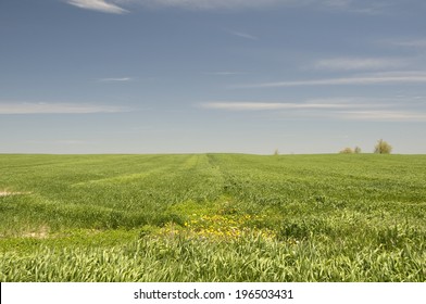 A Large Green Grassy Field With Trees In The Distance.