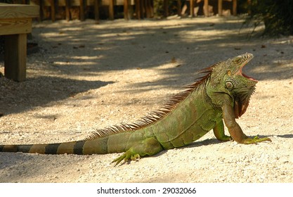 Large green iguana yawning in sunshine