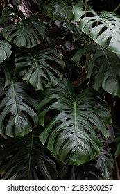 Large, green, juicy leaves of a large, herbaceous plant. A large, herbaceous plant with huge leaves.