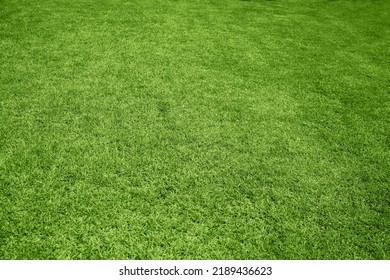 A Large Green Lawn Background