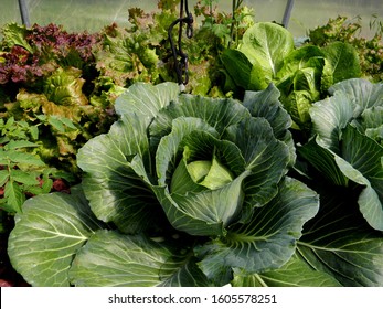 Large Green Leaf Cabbage Head Growing in Greehouse
