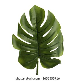 A Large Green Leaf Of Monstera On A White Background.