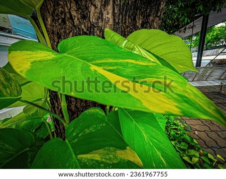 a large green leaf plant near the tree, in the style of dark yellow and light white, vivid imagery, nikon d850, flickr, bengal school of art, 1970–present, junglecore