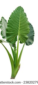 a large green leaf plant on a white background, Elephant Ear Plant Isolated On Transparent Background With Clipping Path