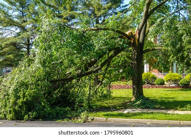 Large Green Leafed Tree With A Cracked Broken Limb Resting On The Ground