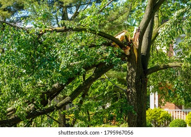 Large Green Leafed Tree With A Cracked Splintered Limb Hanging Down