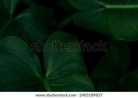Large green leaves background. Natural leaves close up, dark green tropical forest. Fresh, deep foliage texture. Nature concept.