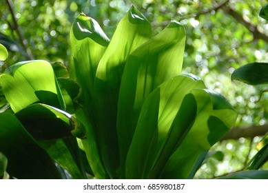 Large Green Leaves Backlit By Sun, Hawaii, United States - Shutterstock ID 685980187