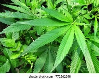 Large green leaves of cannabis (hemp) in the foreground, raspberry leaves in the background, close-up