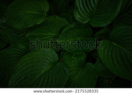 large green leaves with dew drops, background of green leaves
