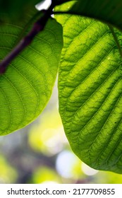 Large Green Leaves That Hide A Mysterious Place.