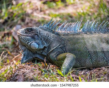 Large Green Lizard Amazon Jungle Amazonia Stock Photo 1547987255 ...