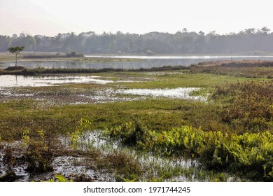 A Large Green Marshy Wetland In The Outskirts Of Bolpur Shantiniketan In West Bengal, India.