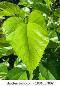 Large Green Mulberry Leaves Close Up