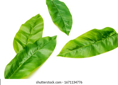 Rainforest Leaves Images, Stock Photos & Vectors | Shutterstock