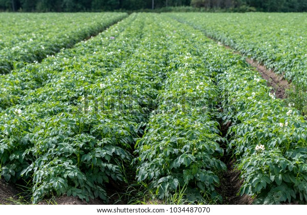 Large Green Potato Field Potato Plants Stock Photo Edit Now