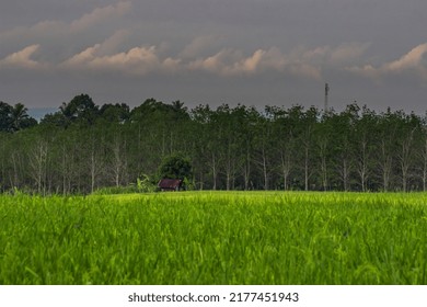 Large green rice field with green rice plants in rows at sunset