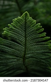 Large, green, textured fern leaves on a juicy herbaceous plant. Juicy, herbaceous fern, with large leaves.