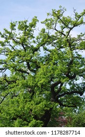 Large Green Tree