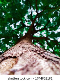 a large green tree with its trunk. 
