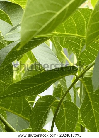 large green walnut leaves in forest