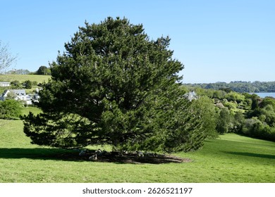 A large green Yew tree in the Devon countryside with sheep underneath. 