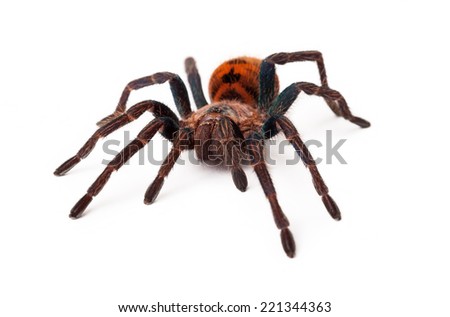 A large Greenbottle Blue Tarantula spider with an orange color body isolated on a white background