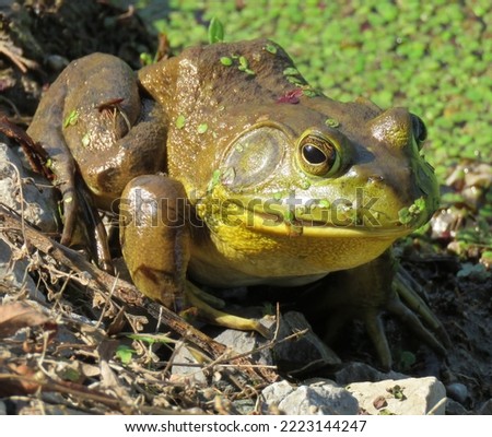 A large green-brown American Bullfrog sits at the shoreline of a canal.