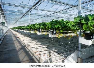 Large Greenhouse Horticulture Company Specialized For Hydroponic Cultivation Of Strawberries.