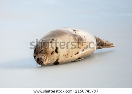 A large grey harp seal or harbor seal on white snow and ice looking upward with a sad face. The wild gray seal has long whiskers, light fur or skin, dark eyes, spotted fur and heart shaped nose.  