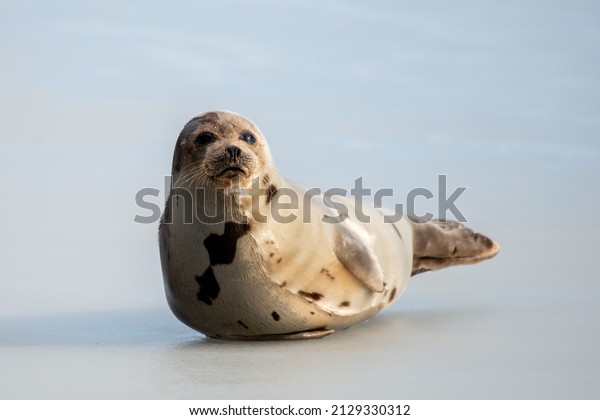 A large grey harp seal or harbour seal on white snow and\
tall yellow grass steering forward with a sad face. The wild gray\
seal has long whiskers, light fur or skin, dark eyes, and heart\
shaped nose. 