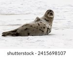 A large grey harp seal lays on an ice pan with its face and body covered in snow. The seal has two sets of flippers and the claws are on the wet ice. The seal has its head up and is looking sideways.