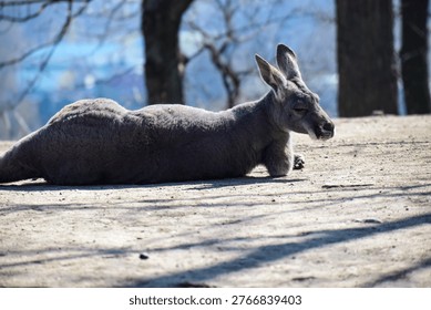A large grey kangaroo is lying down on sandy ground with trees in the background, enjoying a moment of rest