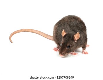 Large Grey Pet Rat Isolated On Stock Photo 1207709149 | Shutterstock