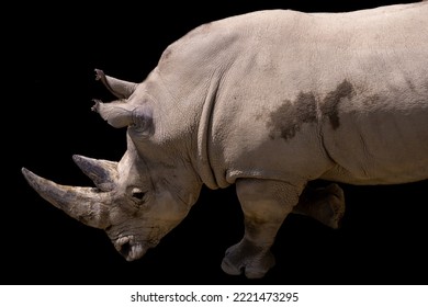 Large Grey Rhino With Black Background