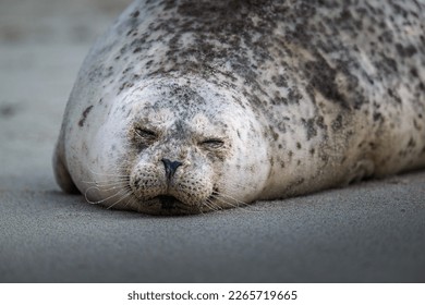 A LARGE GREY SPECKLED SEAL SLEEPING ON THE BEACH IN LA JOLLA CALIFORNIA - Shutterstock ID 2265719665