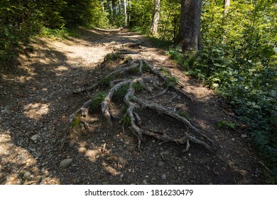 large grey-black tree root growing out of the brown forest floor, with green forest in the background, light shining through the trees, by day