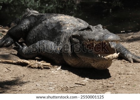 Similar – Image, Stock Photo American alligator basking in Miami, Florida
