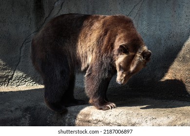 A Large Grizzly Bear (Ursus Arctos Horribilis) At Zoo