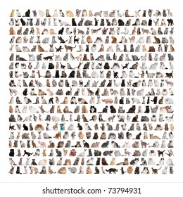 Large group of 471 cats breeds in front of a white background - Shutterstock ID 73794931