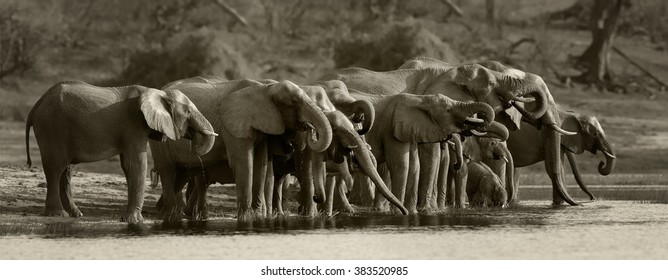 Large group of African elephants, Loxodonta africana africana in alignment drinking water on the riverbank Chobe, Chobe national park, Botswana.