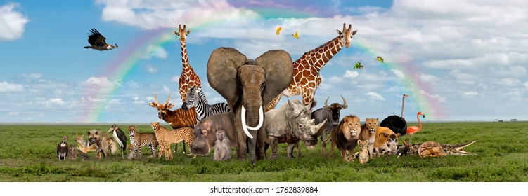 Large Group Of African Fauna, Safari Wildlife Animals Together, In A Row, Isolated