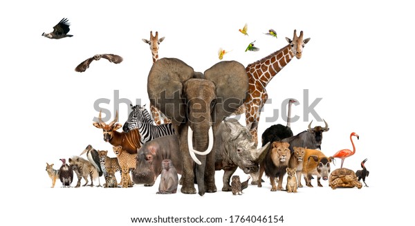 Large Group African Fauna Safari Wildlife Stock Photo (Edit Now) 1764046154