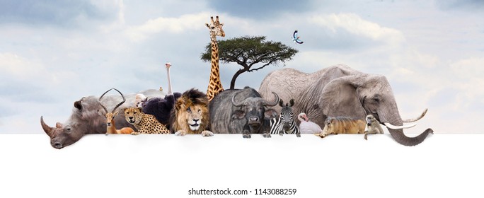 Large group of African safari or zoo animals hanging over a white horizontal web banner or social media header with cloudy sky background